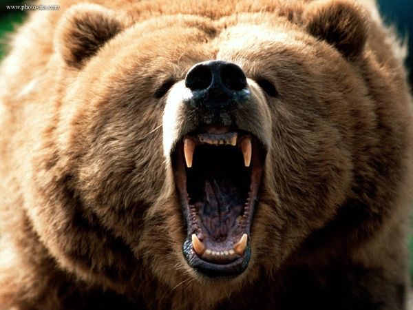حمله خرس به کودک 10 ساله در چهارمحال و بختیاری